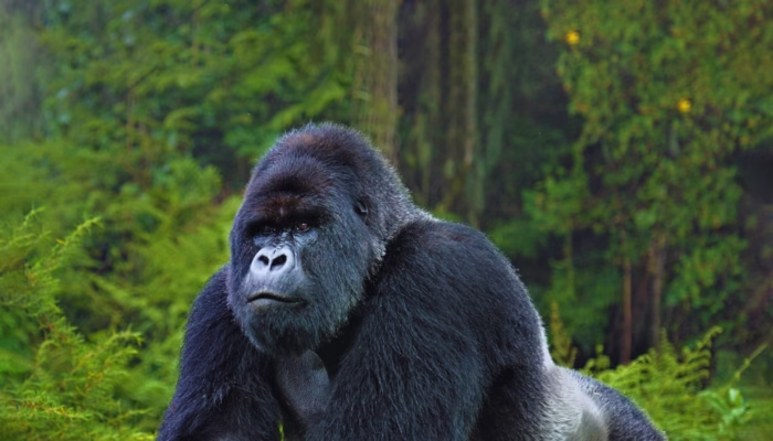 Ρουάντα - Ουγκάντα